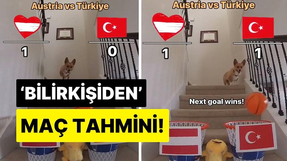 Maç Öncesi Tahmin Videoları Çeken Tatlı Köpekten Türkiye-Avusturya Maçına “2-1” Yorumu